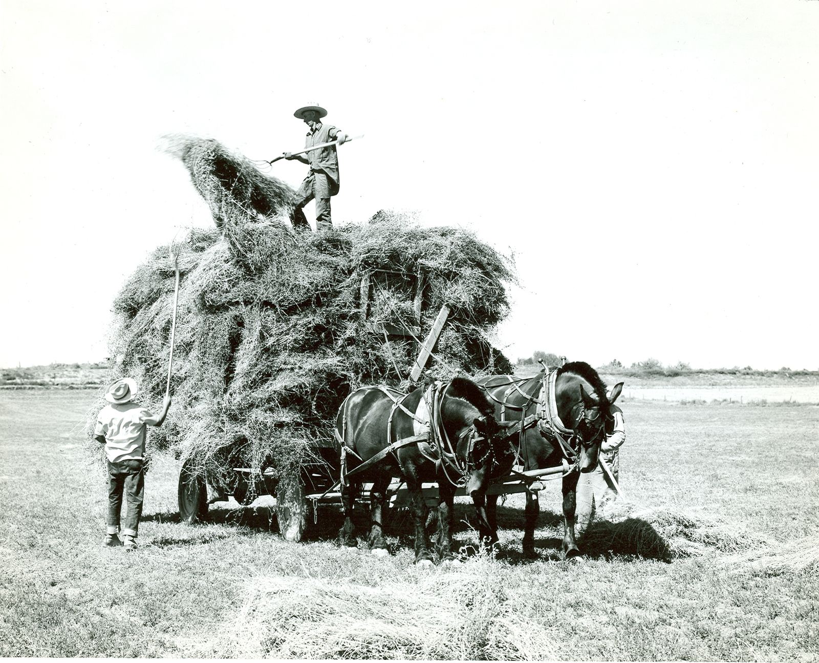 Farm Life - Early 1900's